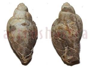 Heera Shankh 0242 39